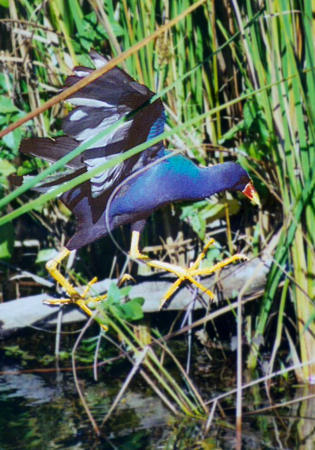 Purple Gallinule