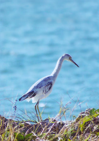 Little Blue Heron