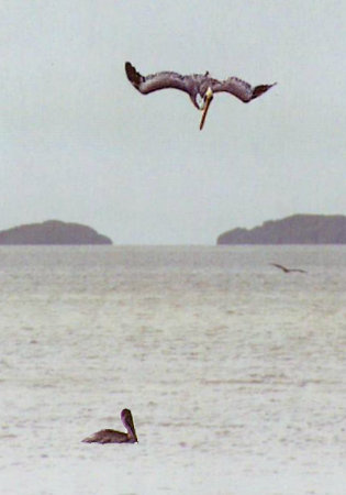 Brown Pelican