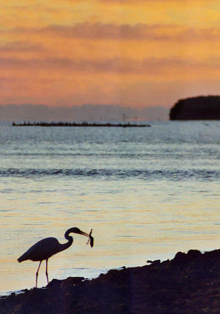 Great Egret