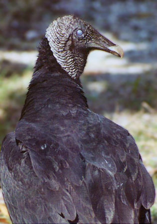 Black Vulture