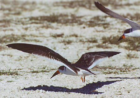 Black Skimmer