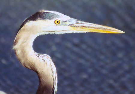 Great Blue Heron