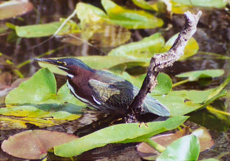 Green Heron