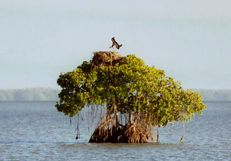 Osprey