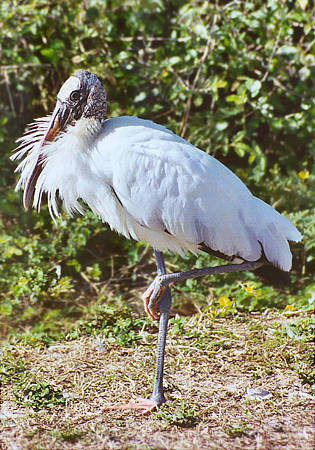 Woodstork