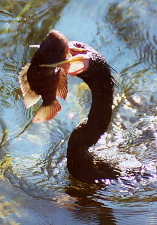 Anhinga