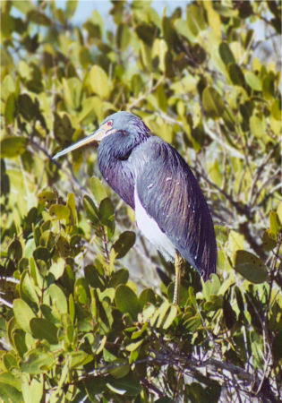 Tricolored Heron