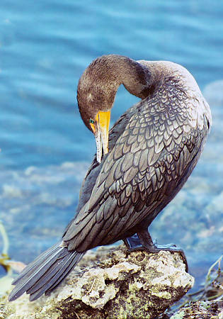 Double-crested Cormorant