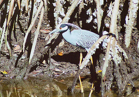 Yellow-crowned Night-heron