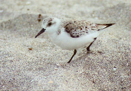 Sanderling