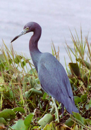 Little Blue Heron