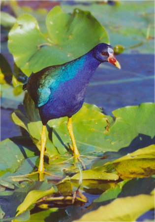 Purple Gallinule