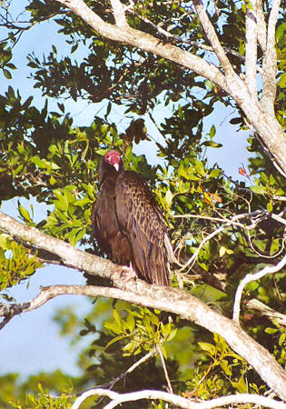 Turkey Vulture