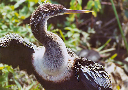 Anhinga