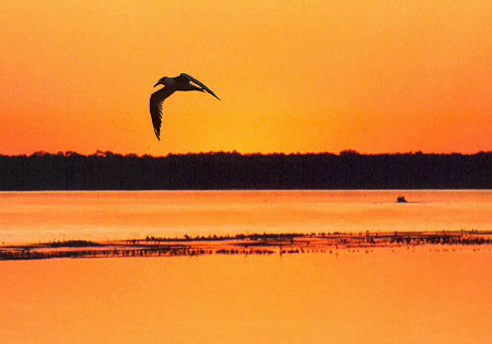 Royal Tern