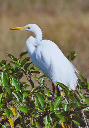 Great Egret