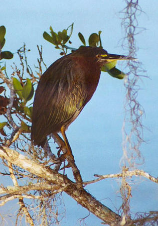 Green Heron