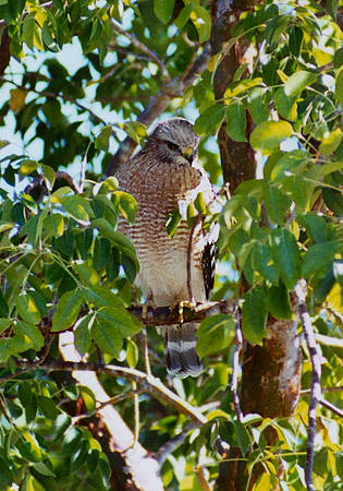 Red-shouldered Hawk