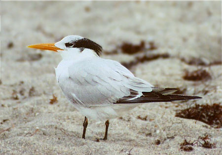 Royal Tern