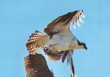 Osprey