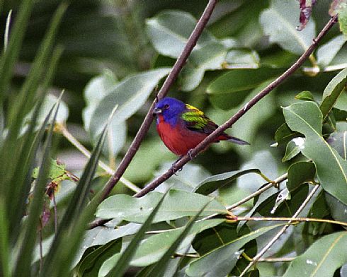 male Painted Bunting