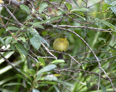 female Painted Bunting