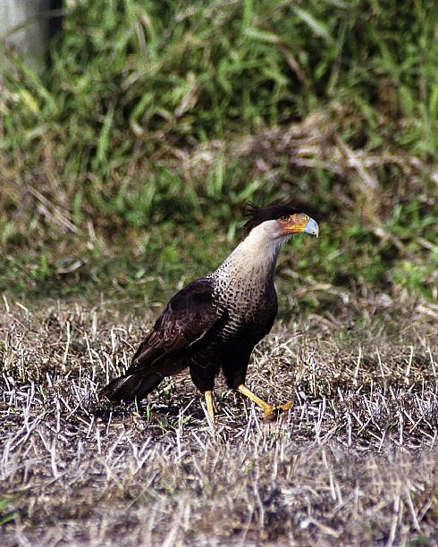 Crested Caracara