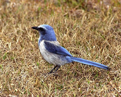 Florida Scrub Jay