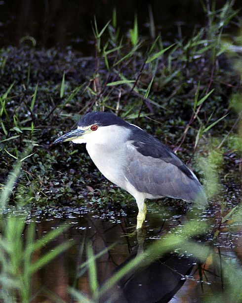 Black Crowned Night Heron