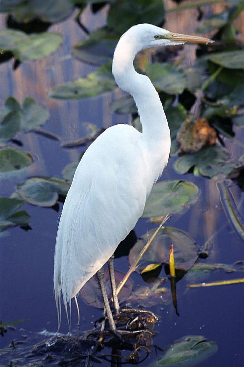 Great Egret