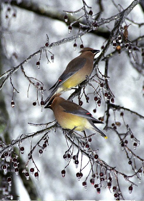 Cedar Waxwings