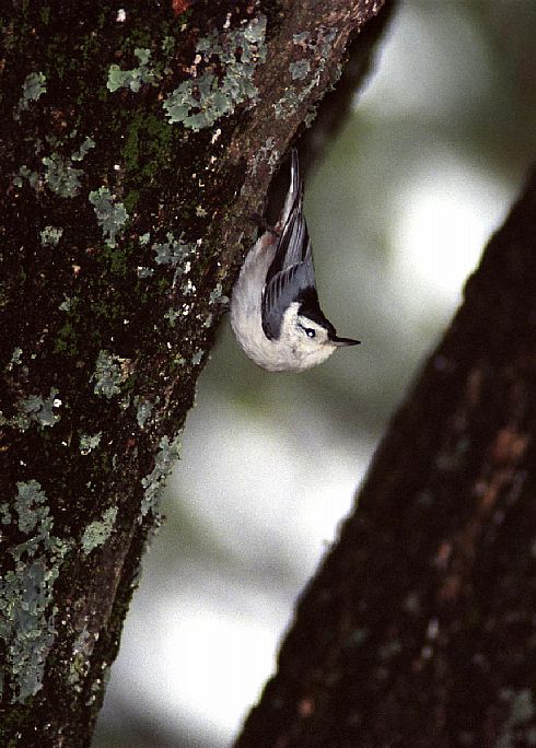 White Breasted Nuthatch