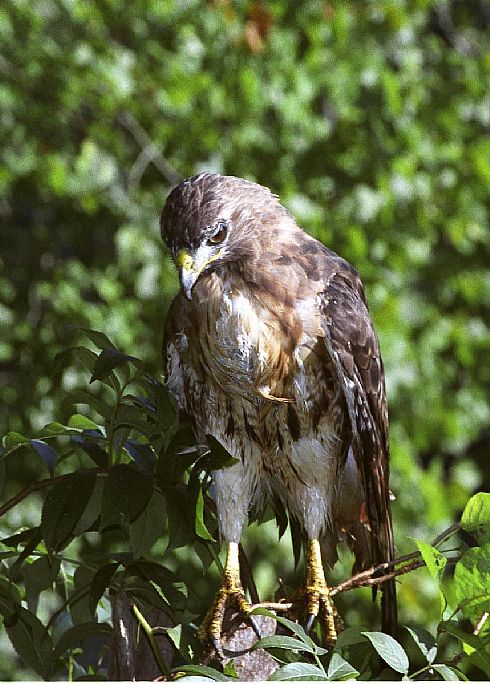 Red tailed hawk