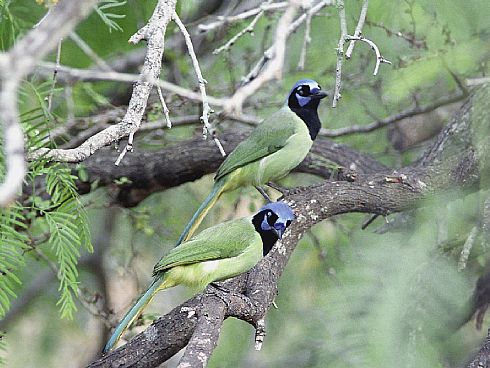 Pair of Green Jays