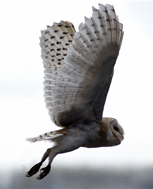 barn Owl