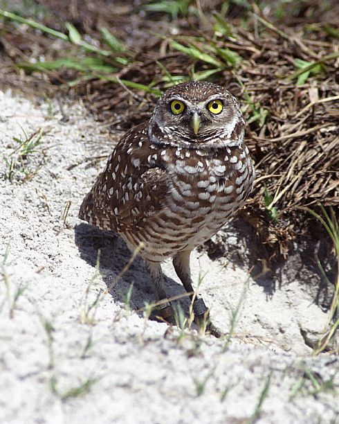 Burrowing Owl