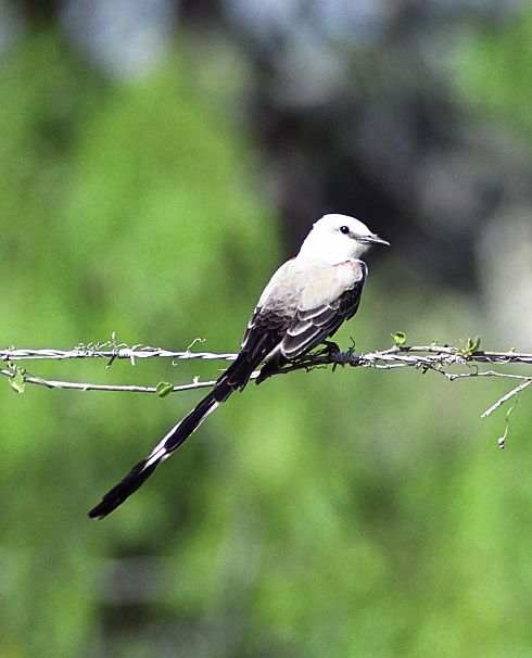 Scissor Tail Flycatcher