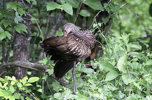 Limpkin