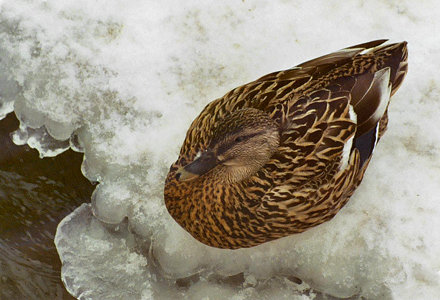 Mallard