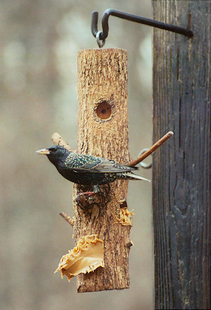 European Starling