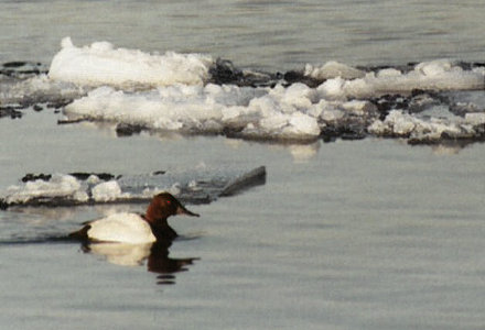 Canvasback