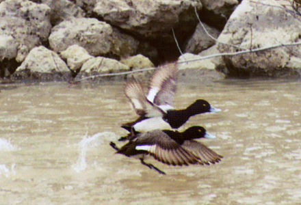 Lesser Scaup