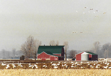 Tundra Swan