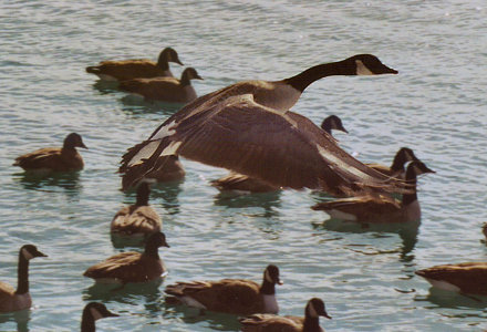 Canada Goose