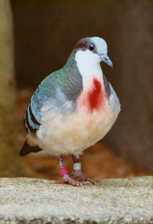 Bleedingheart Dove