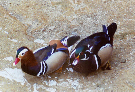 Mandarin&Wood Ducks