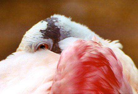 Roseate Spoonbill