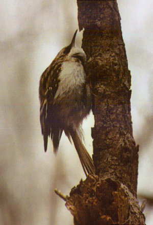 Brown Creeper