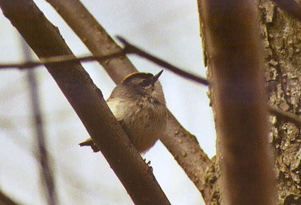 Golden-crowned Kinglet